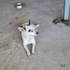 Kleine freundliche Chihuahua Hündin Amy