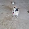 Kleine freundliche Chihuahua Hündin Amy