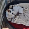 Kleine freundliche Chihuahua Hündin Amy
