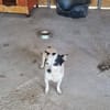 Kleine freundliche Chihuahua Hündin Amy