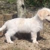Aslan