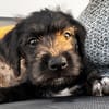 Manouchka