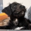 Manouchka