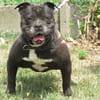 ORKA
