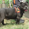 ORKA