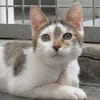 KITARA