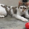 KITARA
