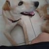 BUDY, le gentil créole !
