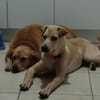 BUDY, le gentil créole !