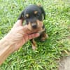 AUREA, baby girl de Gwada