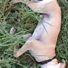 JULES, le doudou de Gwada
