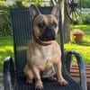 Hattie - ein kleines Powerpaket