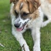 Vicky sucht ein neues Zuhause
