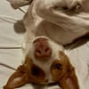 Teddy3 sucht ein Zuhause