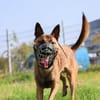 Wolf sucht rasseerfahrene Halter