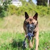 Wolf sucht rasseerfahrene Halter