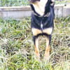 Nelli sucht Kuscheldecke