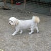 Hocsi sucht seine Menschen