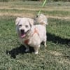 Toller Pekingesen Mix sucht Zuhause