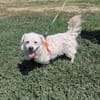 Toller Pekingesen Mix sucht Zuhause