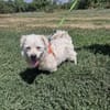 Toller Pekingesen Mix sucht Zuhause
