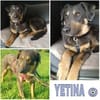 YETINA -möchte ankommen-