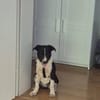 Estera sucht ihr Zuhause