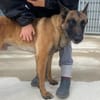 Negro sucht seinen Platz für's Leben