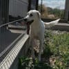 YUKI- sanfter Riese sucht seine Menschen
