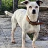 Tina ❤ lustige Jack Russel Hündin