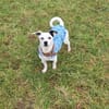 Tina ❤ lustige Jack Russel Hündin