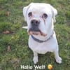 Tequila -  sucht seine Boxermenschen