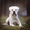 Tequila -  sucht seine Boxermenschen