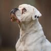 Tequila -  sucht seine Boxermenschen