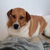 Kanela - Kuschelmaus - VORGEMERKT