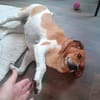 Kanela - Kuschelmaus - VORGEMERKT