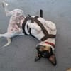 Jack Russel Fan`s aufgepasst: PIXIE :-)