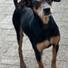 Tequila, Zwergpinscher, 6 Jahre