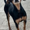 Tequila, Zwergpinscher, 6 Jahre