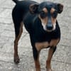 Tequila, Zwergpinscher, 6 Jahre