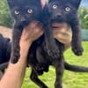 Mina & Mavie suchen Dich!