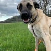 Karol, menschenbezogen und wachsam