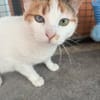 Wunderschöne Aylin sucht ruhiges Zuhause