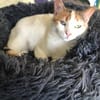 Wunderschöne Aylin sucht ruhiges Zuhause