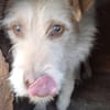 Odin sucht sein Zuhause