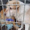 Odin sucht sein Zuhause