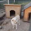 Odin sucht sein Zuhause