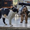 Welpen aus dem Tierschutz suchen zu Haus