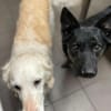 LINA & JONA - Notfall 2er alter Hunde