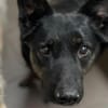 LINA & JONA - Notfall 2er alter Hunde